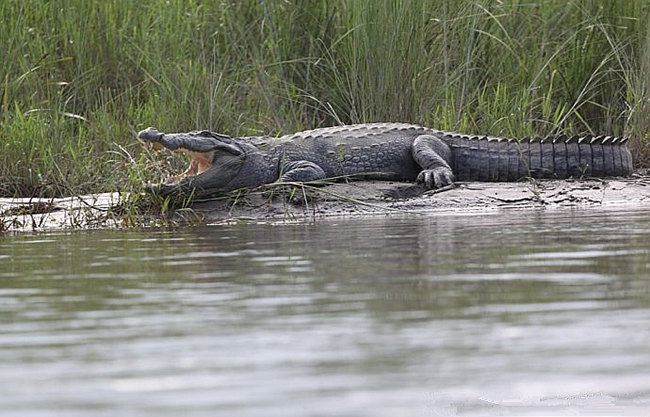 Distinquishing Between Crocodile & Alligator Skin