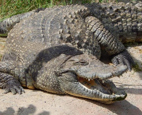 crocodile