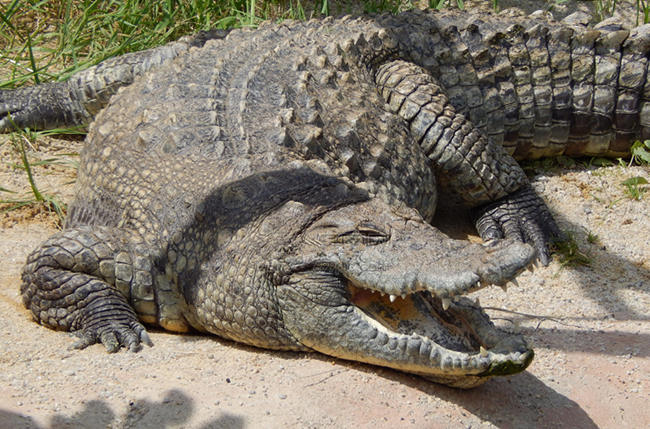 difference between alligator and crocodile skin