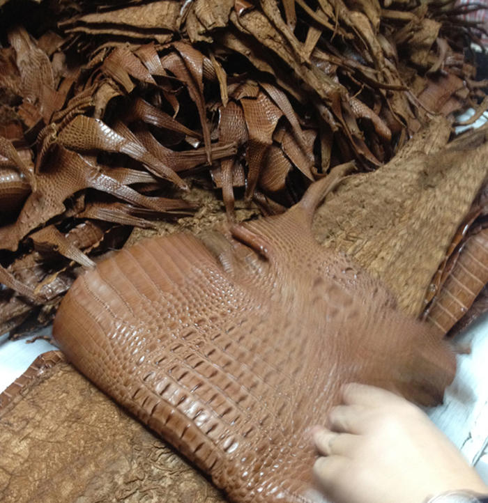 Brown Alligator Skin