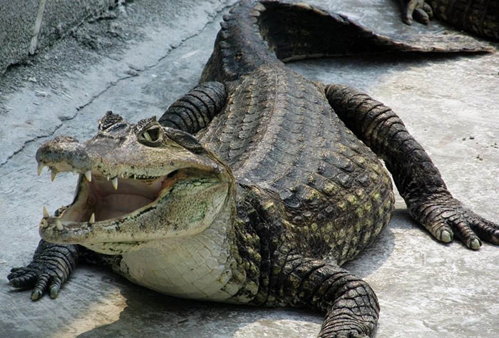 Alligator