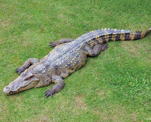 American alligator