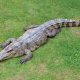 American alligator