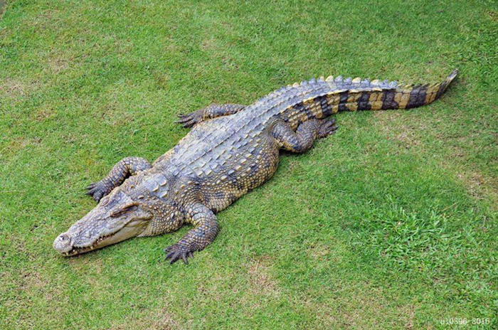 American alligator