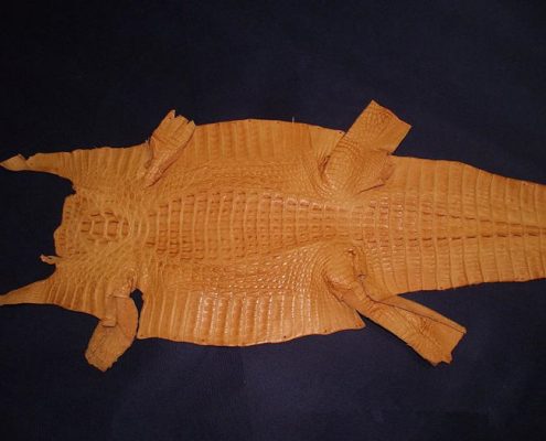 Genuine Alligator Skin