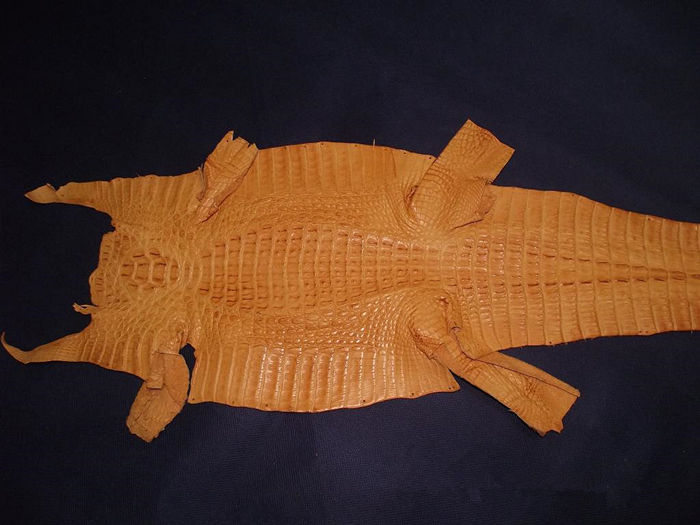 Genuine Alligator Skin