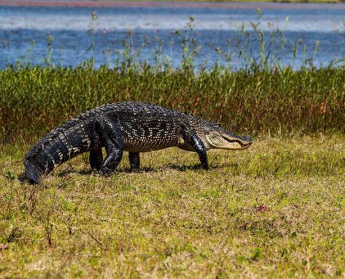 Alligators