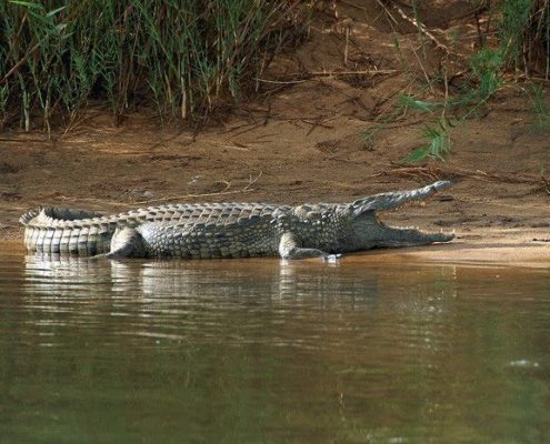 Nile crocodile-Crocodylus niloticus