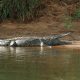 Nile crocodile-Crocodylus niloticus