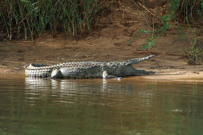 Nile crocodile-Crocodylus niloticus