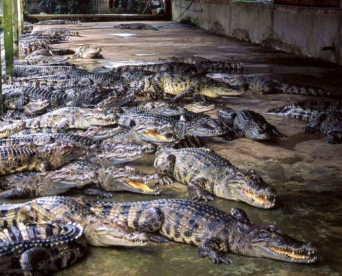 Crocodile farm