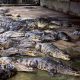 Crocodile farm