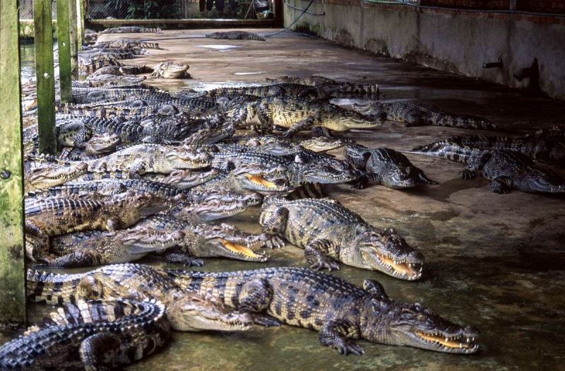 Crocodile Farm