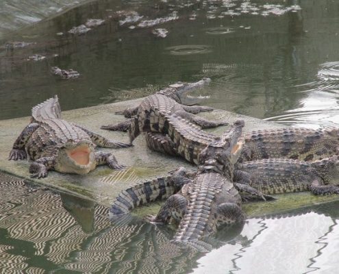 Genuine Nile Crocodiles