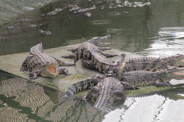 Genuine Nile Crocodiles