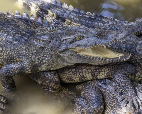 Siamese Crocodile